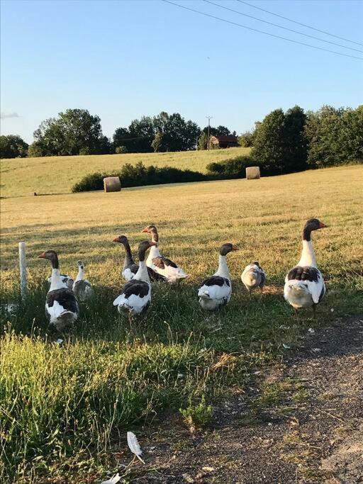« Le Vieux Hangar » Gite A La Ferme Le Buisson-de-Cadouin Exterior foto